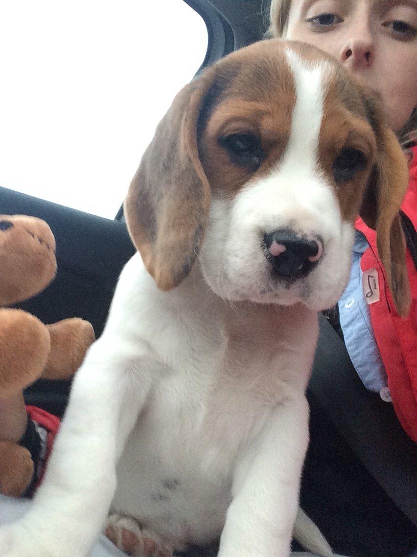 Beagle Luna billede 5