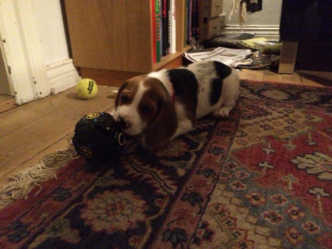 Beagle Luna billede 9