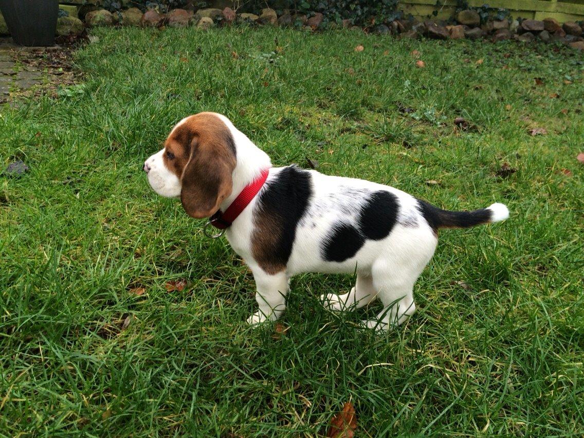 Beagle Luna billede 10