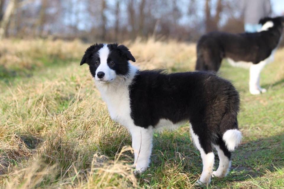 Border collie Zoey billede 4