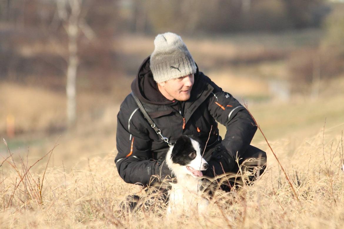 Border collie Zoey billede 1