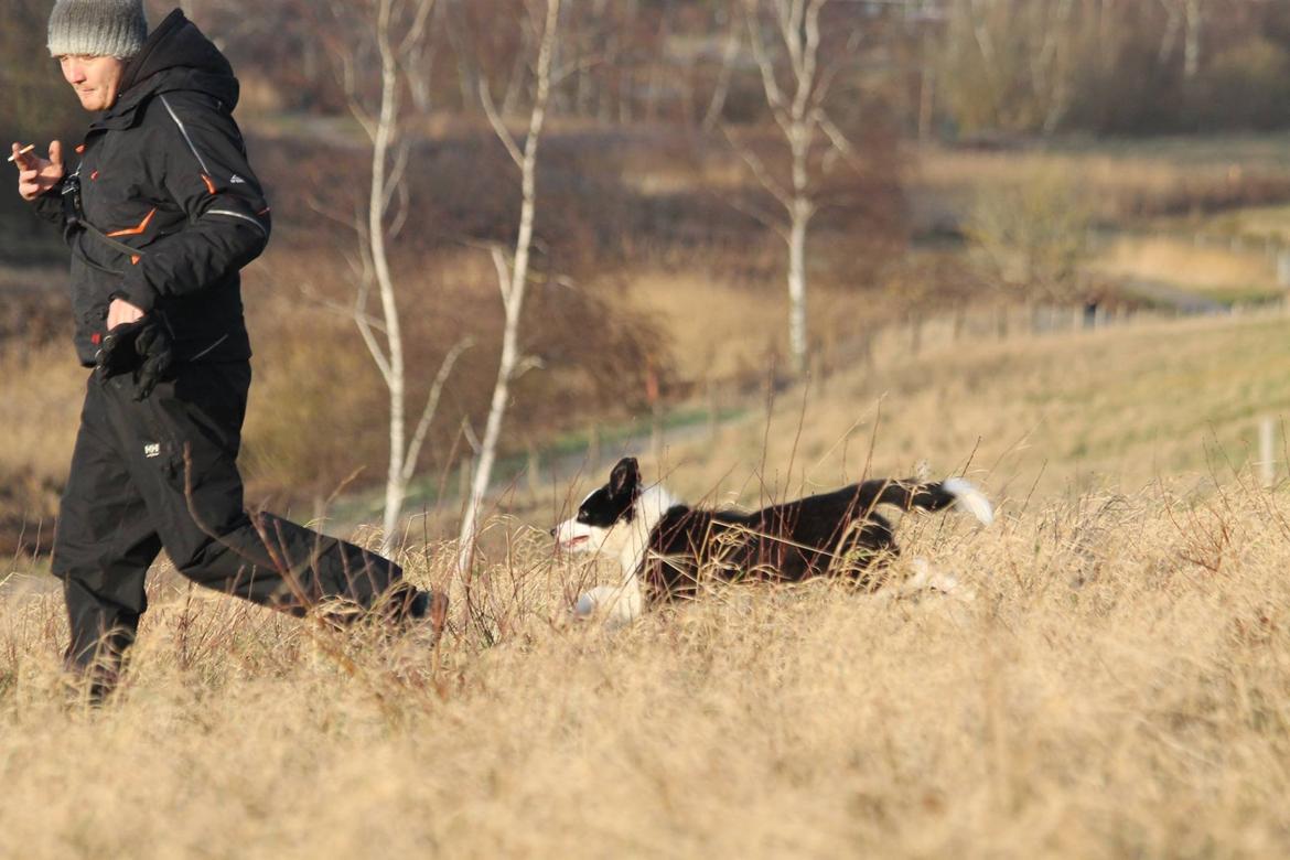 Border collie Zoey billede 2