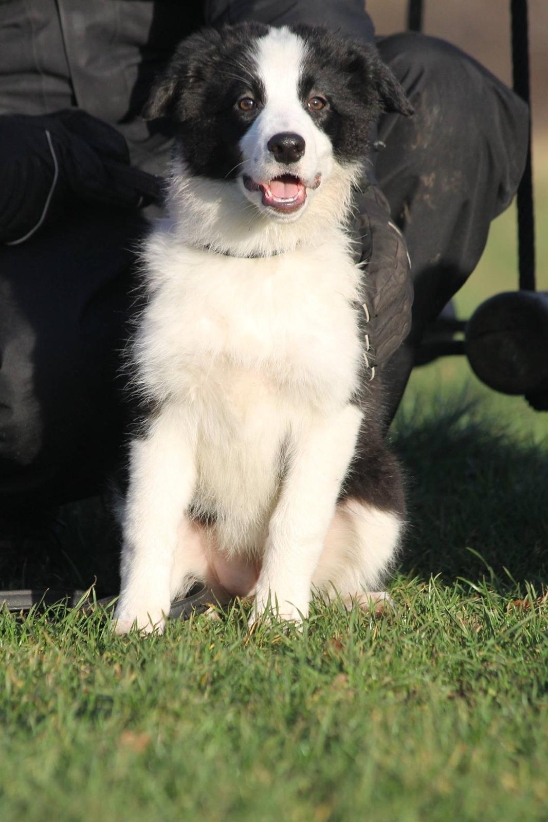 Border collie Zoey billede 5