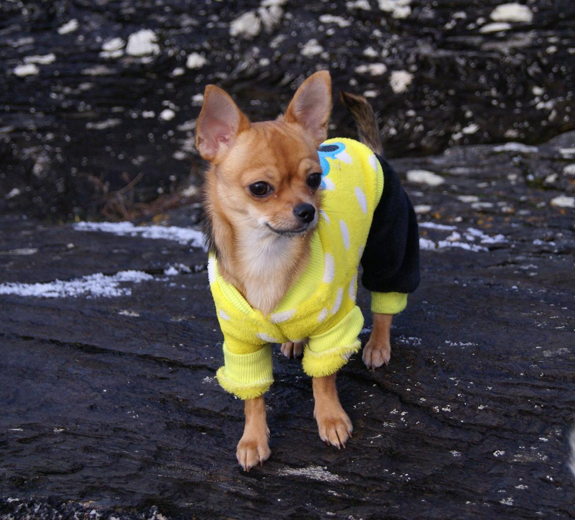 Chihuahua Mia billede 19