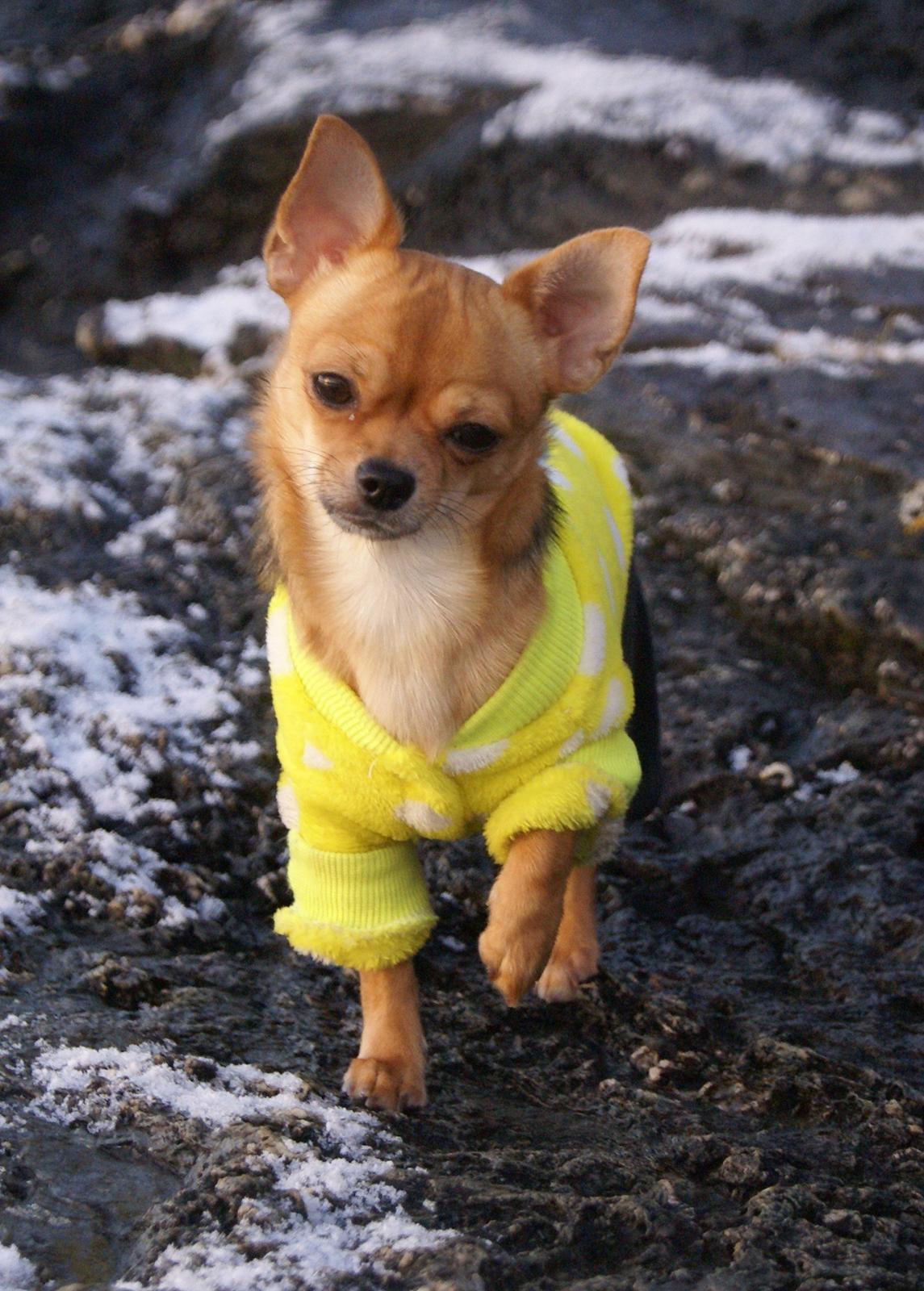 Chihuahua Mia billede 3