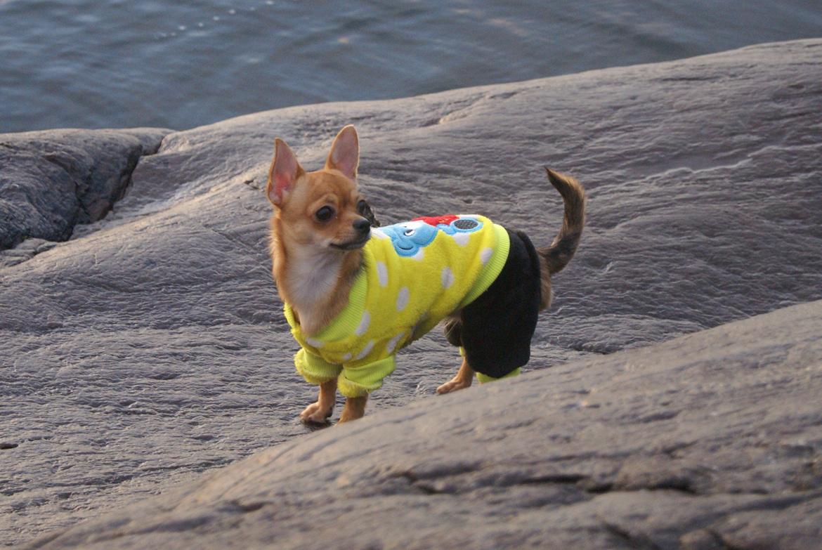 Chihuahua Mia billede 20