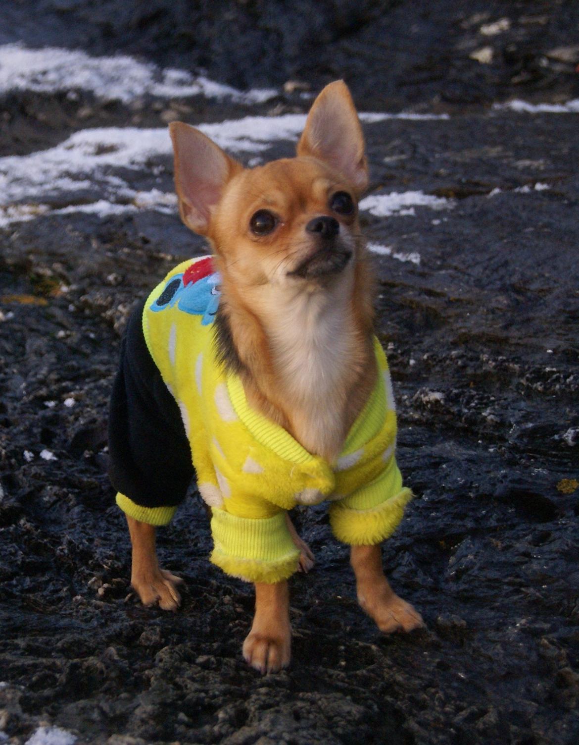 Chihuahua Mia billede 22