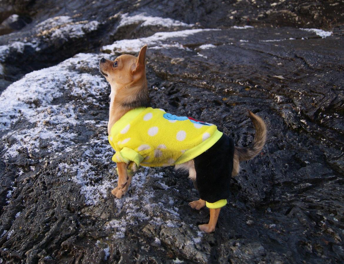 Chihuahua Mia billede 24