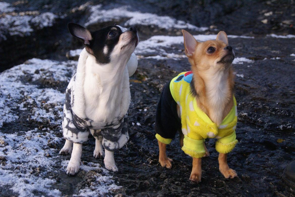 Chihuahua Mia billede 21