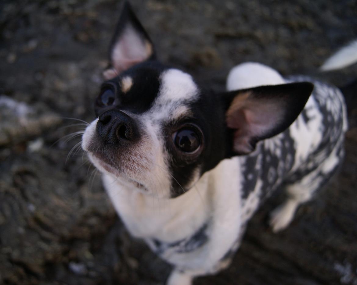 Chihuahua Yankee Pride's Aspen Colorado (Lillegutt) billede 2