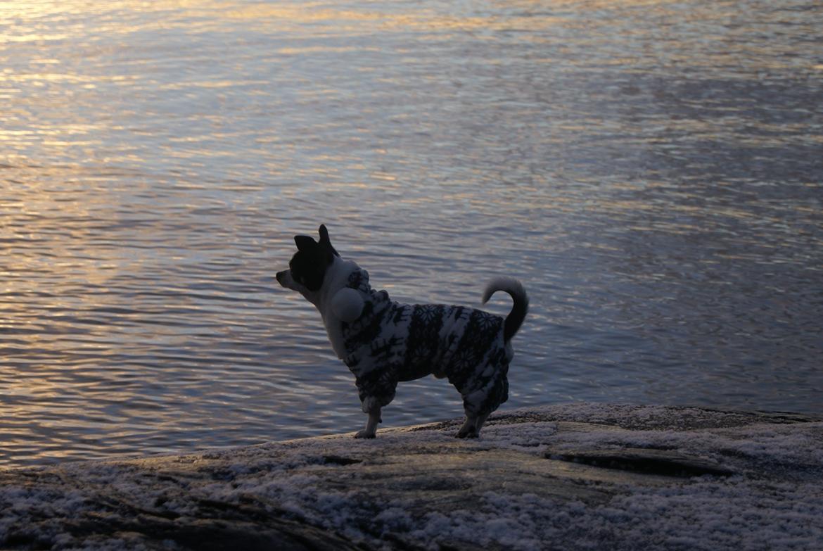 Chihuahua Yankee Pride's Aspen Colorado (Lillegutt) billede 13