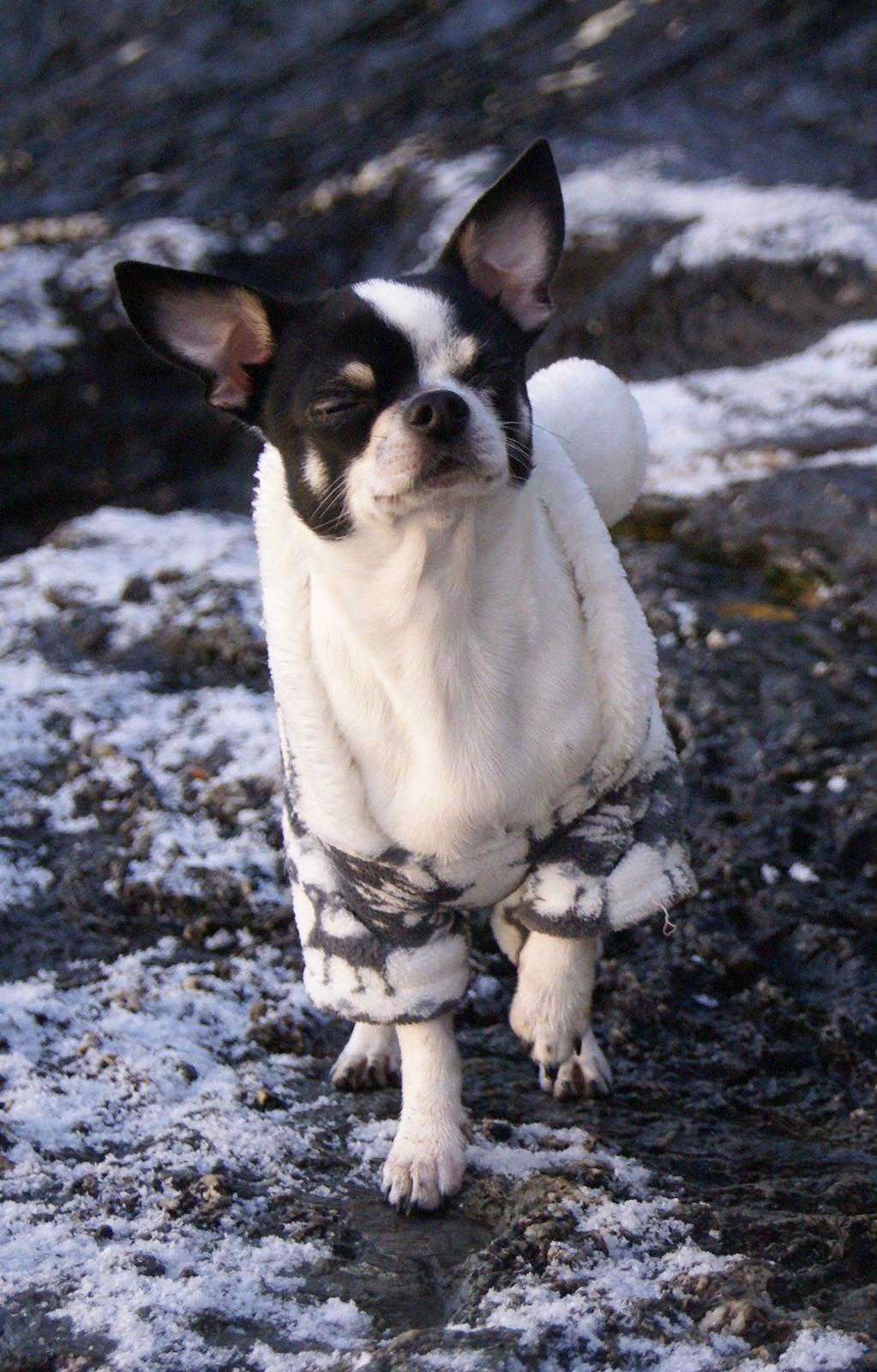 Chihuahua Yankee Pride's Aspen Colorado (Lillegutt) billede 14