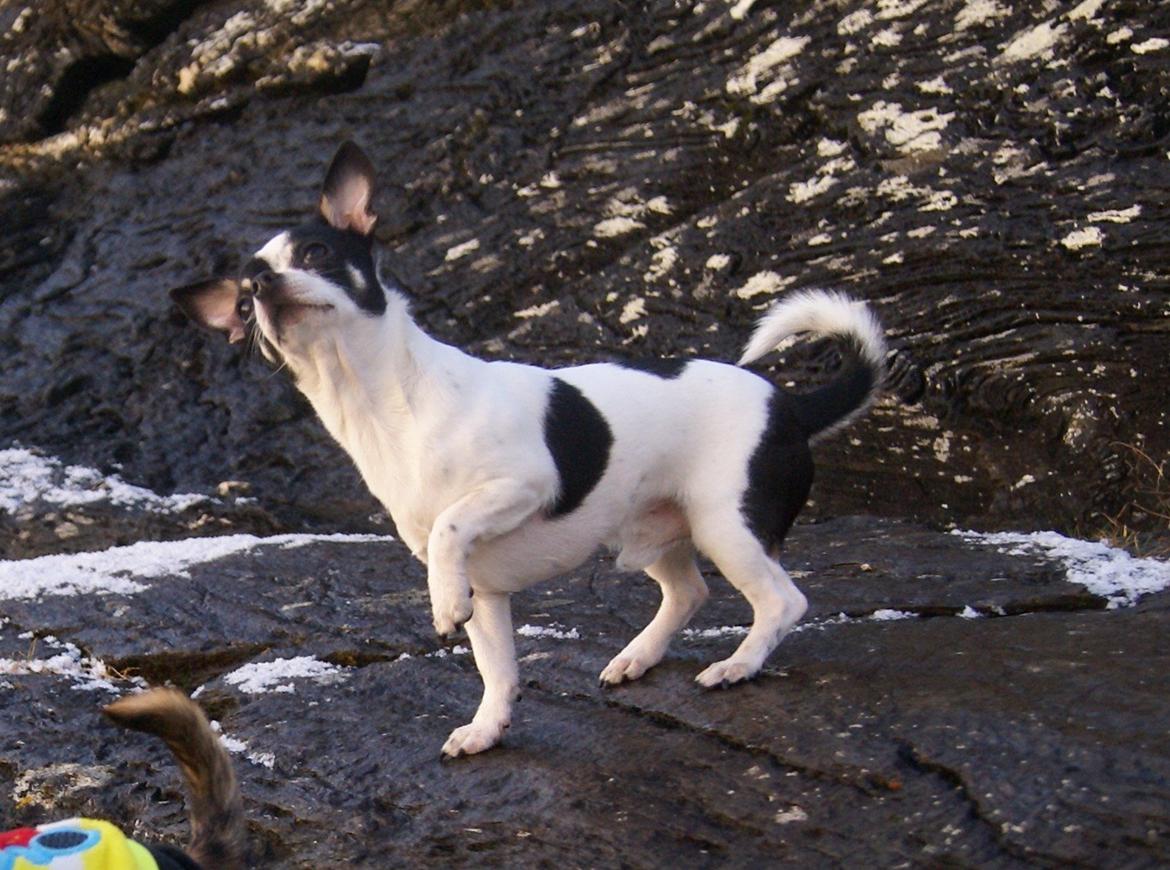 Chihuahua Yankee Pride's Aspen Colorado (Lillegutt) billede 15