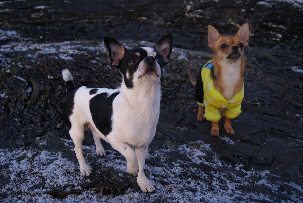 Chihuahua Yankee Pride's Aspen Colorado (Lillegutt) billede 16