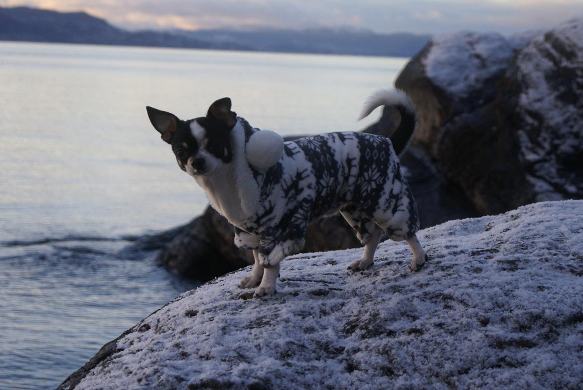 Chihuahua Yankee Pride's Aspen Colorado (Lillegutt) billede 12