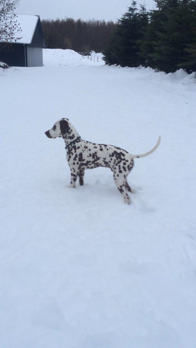 Dalmatiner Cody billede 32