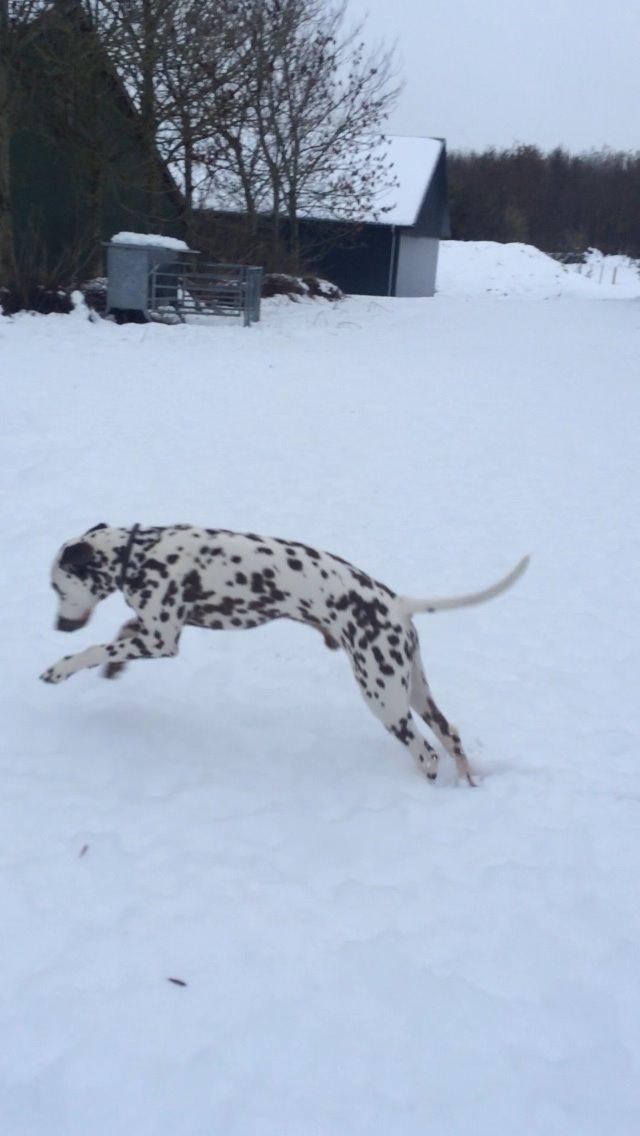 Dalmatiner Cody billede 33