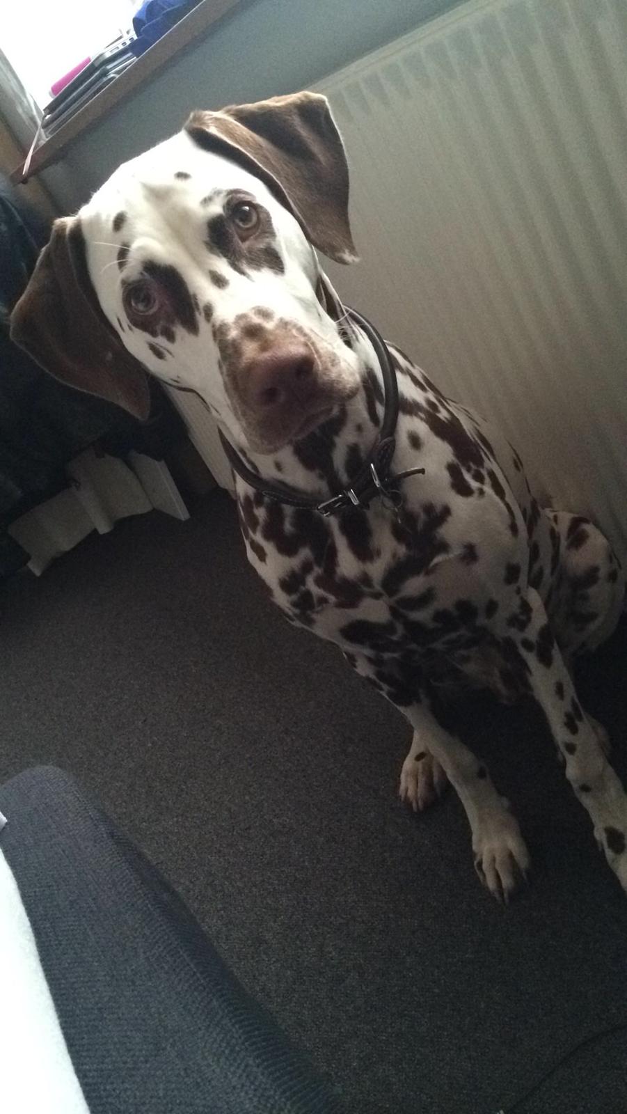 Dalmatiner Cody billede 35