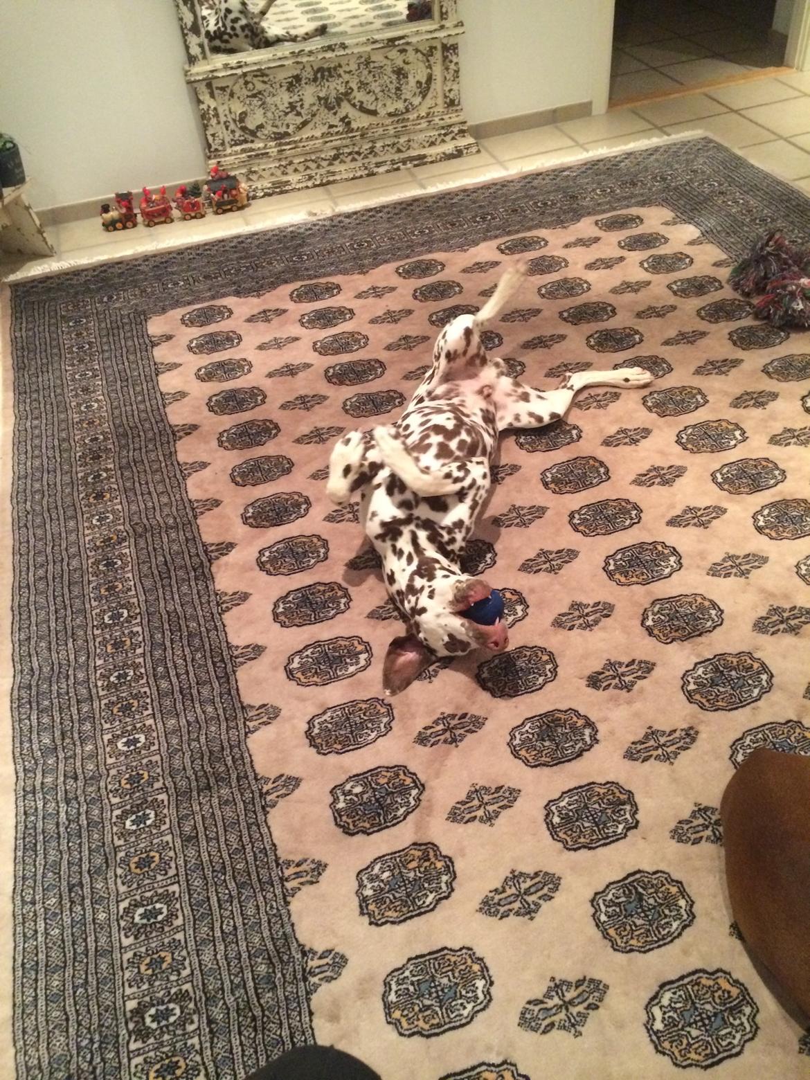 Dalmatiner Cody billede 36