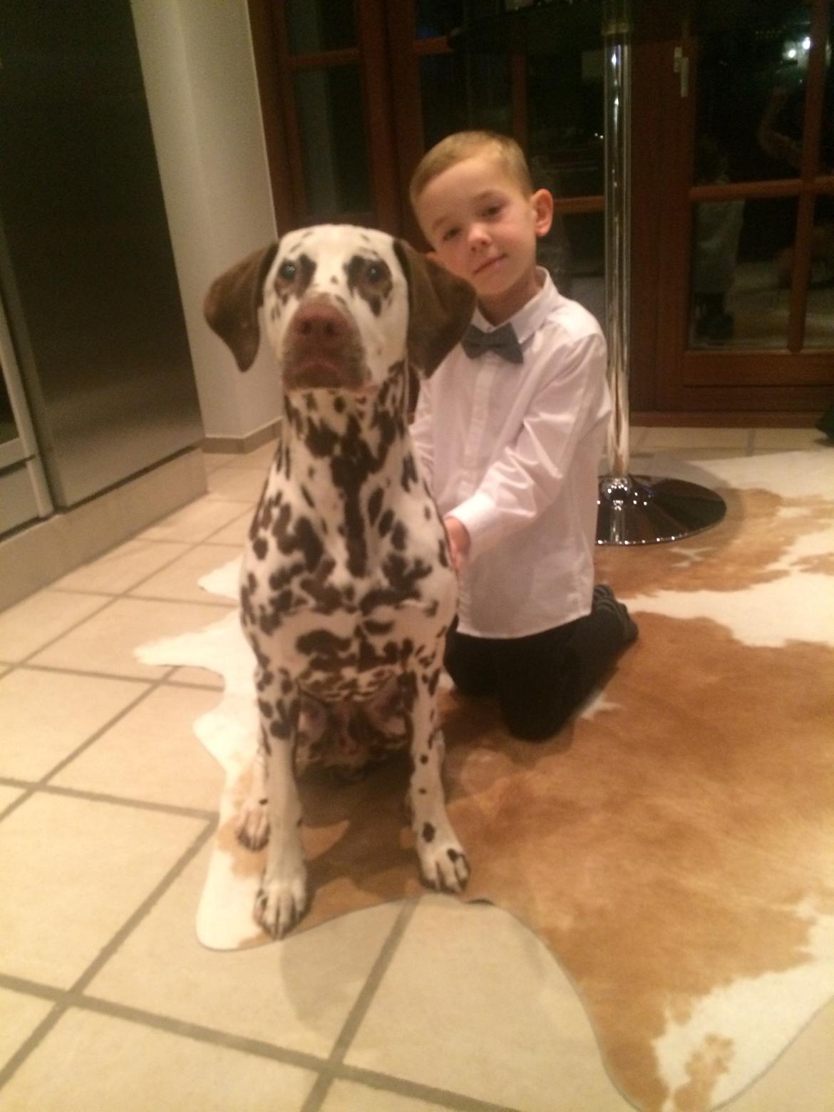 Dalmatiner Cody billede 37