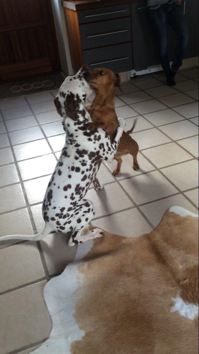 Dalmatiner Cody billede 38