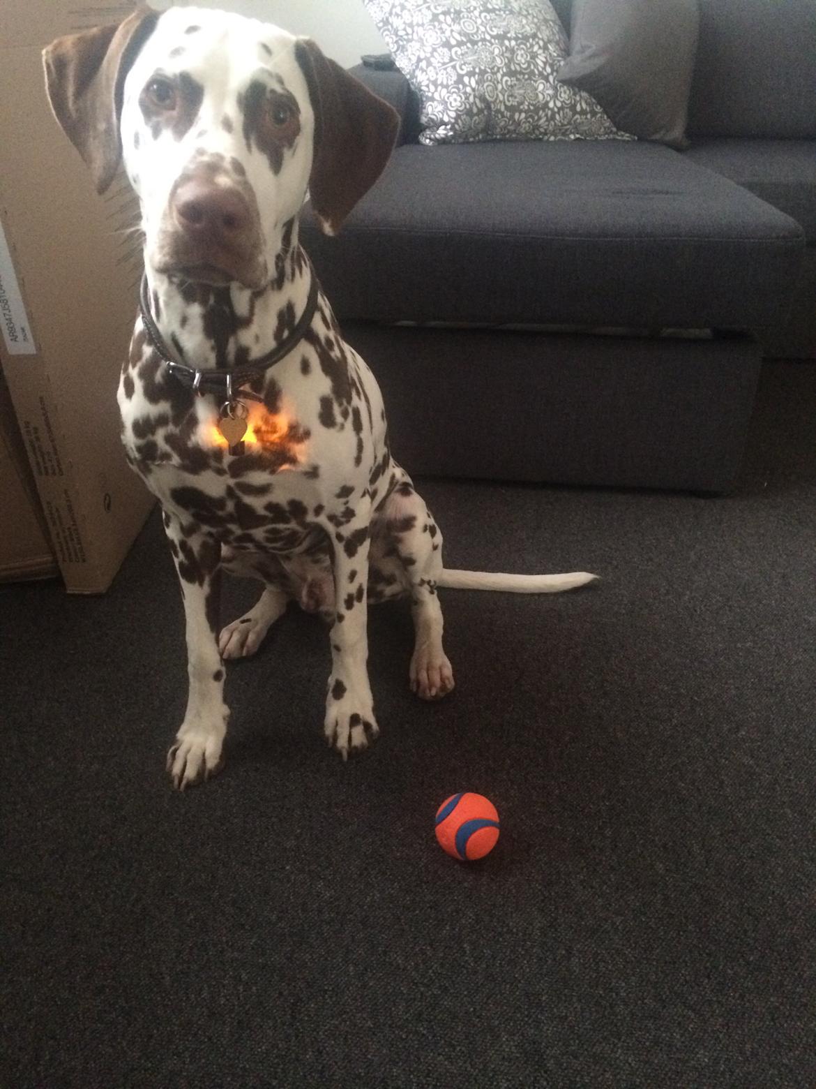 Dalmatiner Cody billede 39