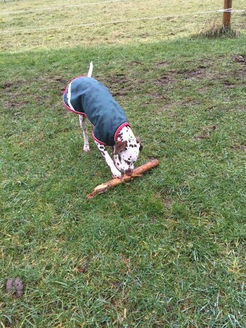 Dalmatiner Cody billede 34