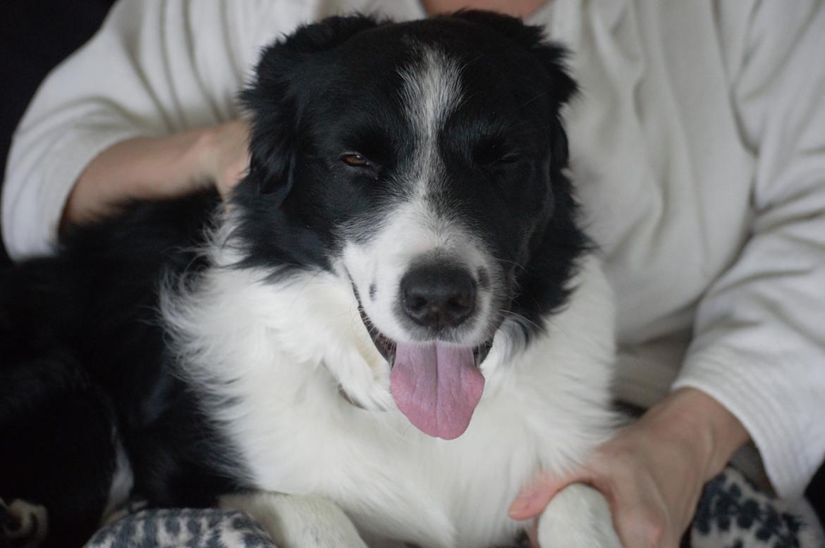 Border collie Nuser billede 10