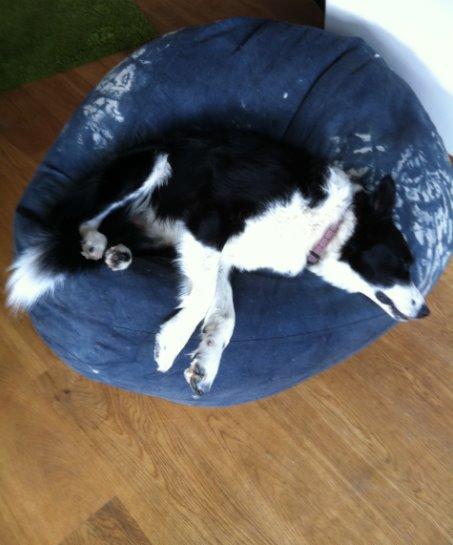 Border collie Nuser billede 40