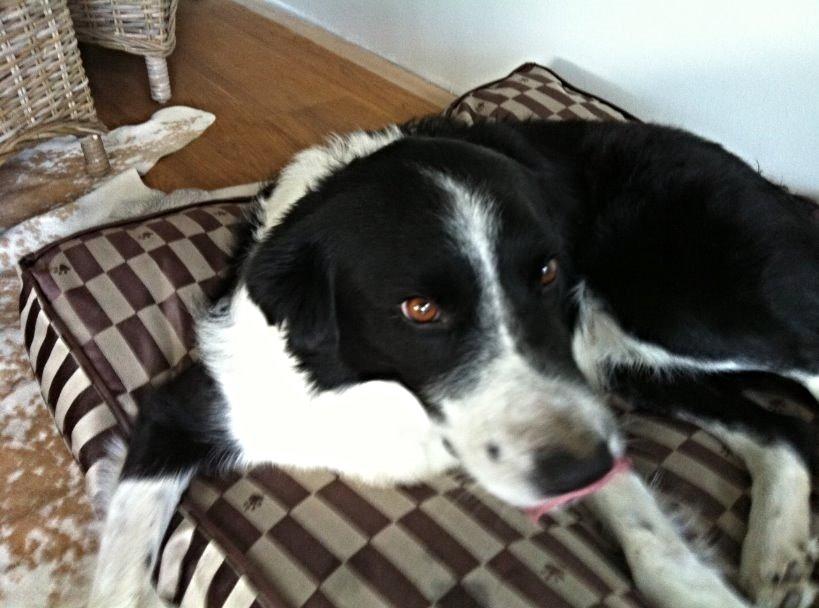 Border collie Nuser billede 41