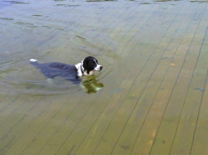 Border collie Nuser billede 7