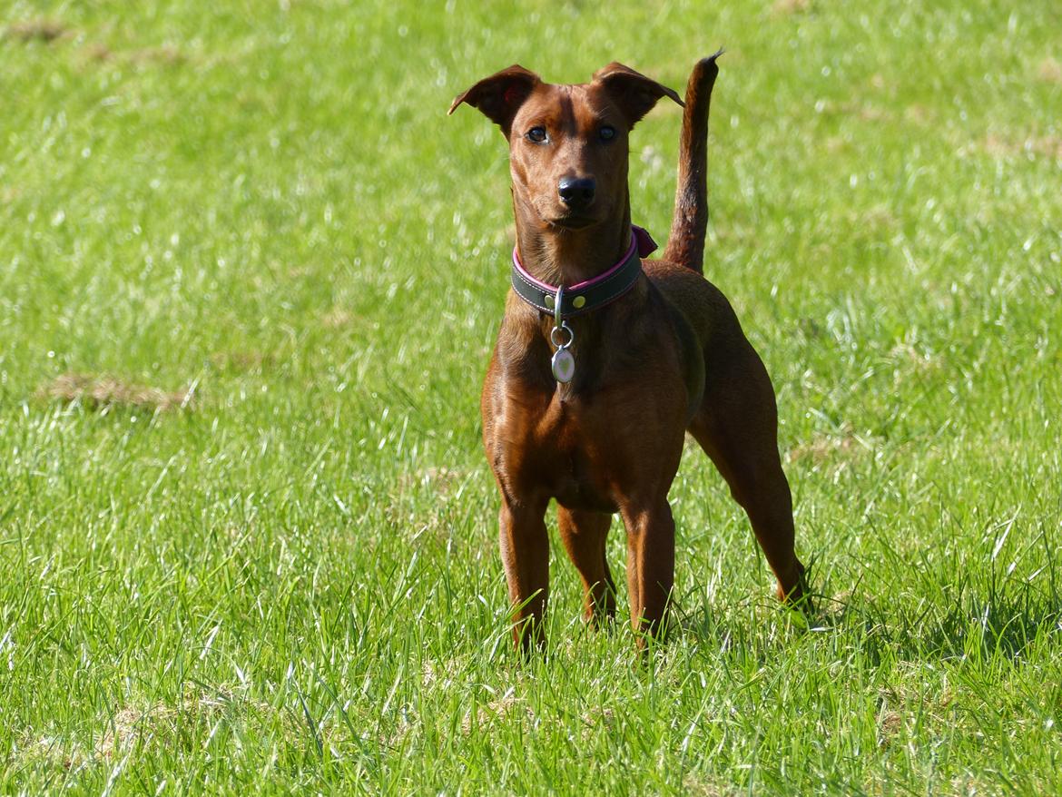 Tysk pinscher Tessa billede 21