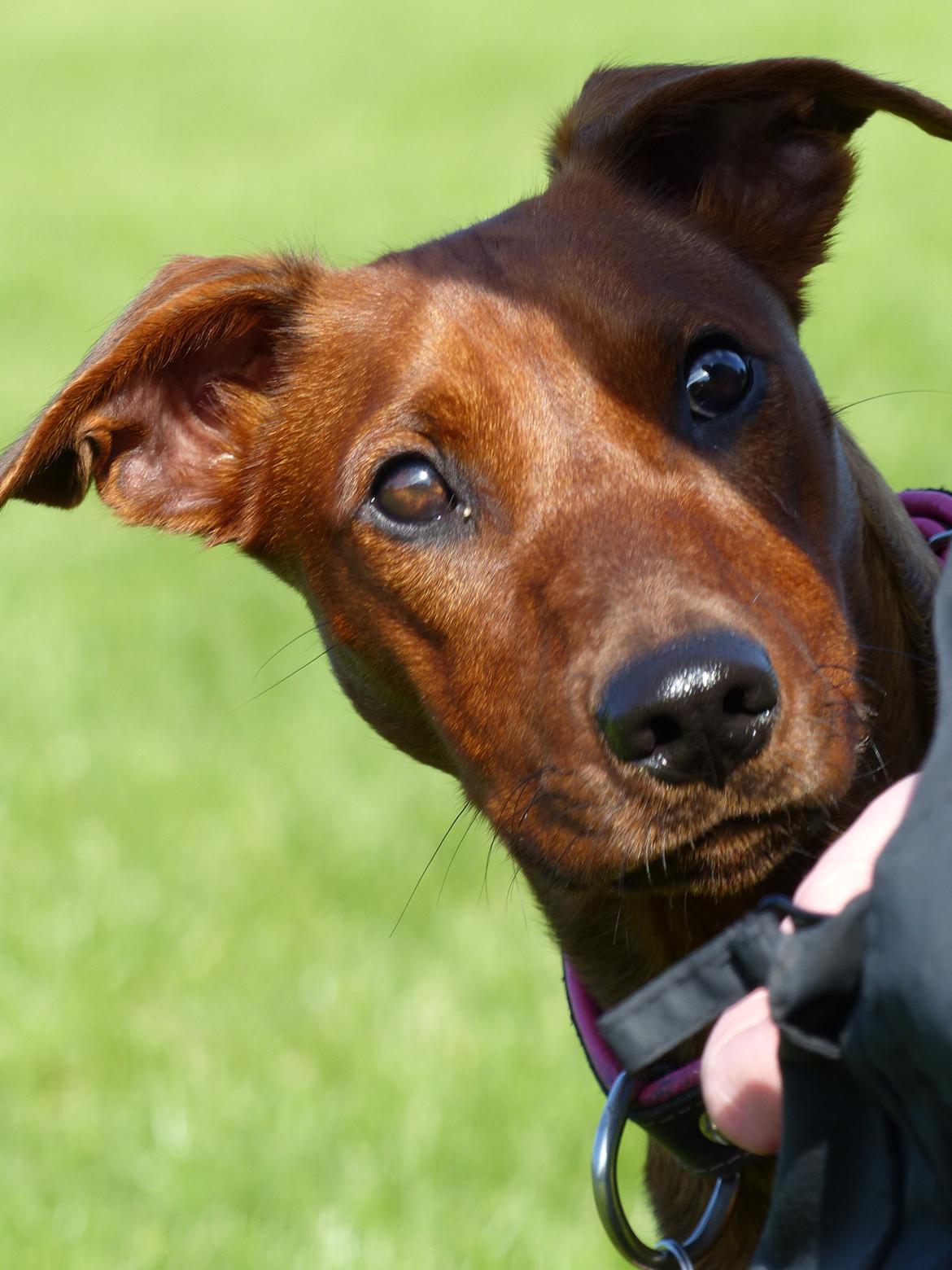 Tysk pinscher Tessa billede 22