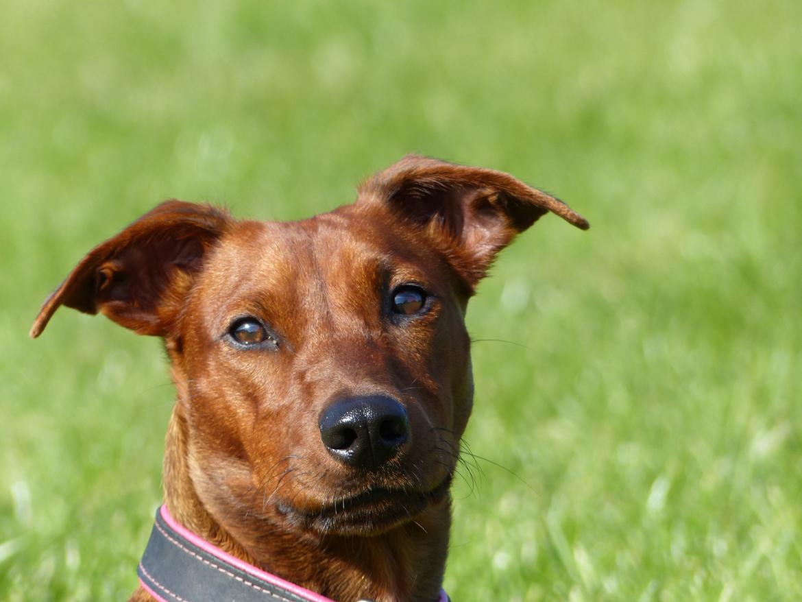 Tysk pinscher Tessa billede 25