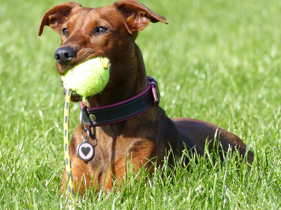 Tysk pinscher Tessa billede 26