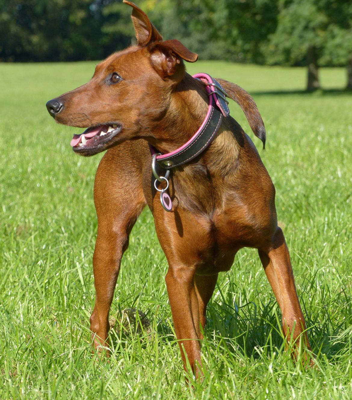 Tysk pinscher Tessa billede 28