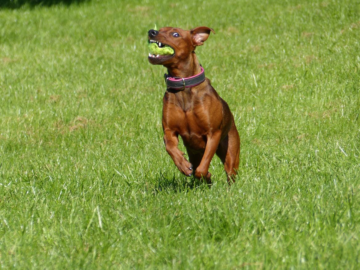 Tysk pinscher Tessa billede 29