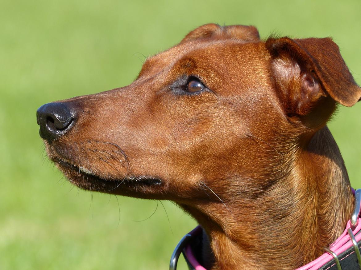 Tysk pinscher Tessa billede 23