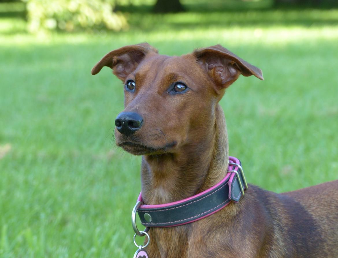 Tysk pinscher Tessa billede 24