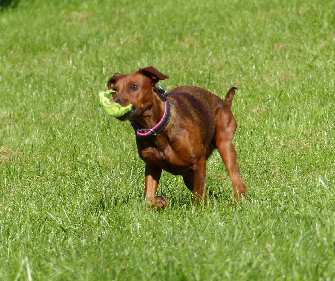 Tysk pinscher Tessa billede 27