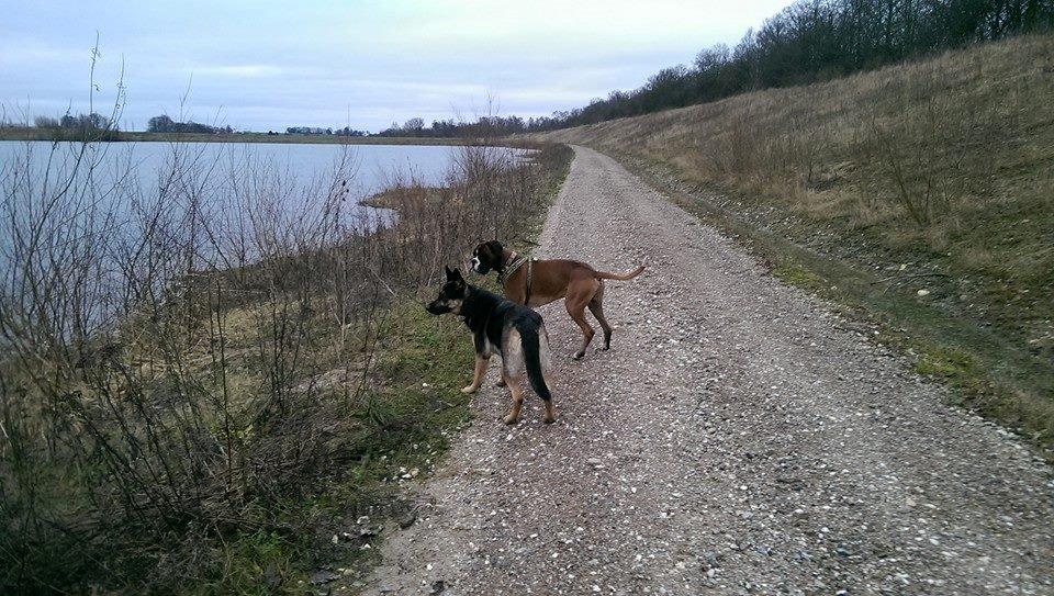 Schæferhund Juice 17/2-2011 - 7/9-2021 - 27 dec.2015 Tur med Mojo (og Funky) i grusgraven.  billede 13