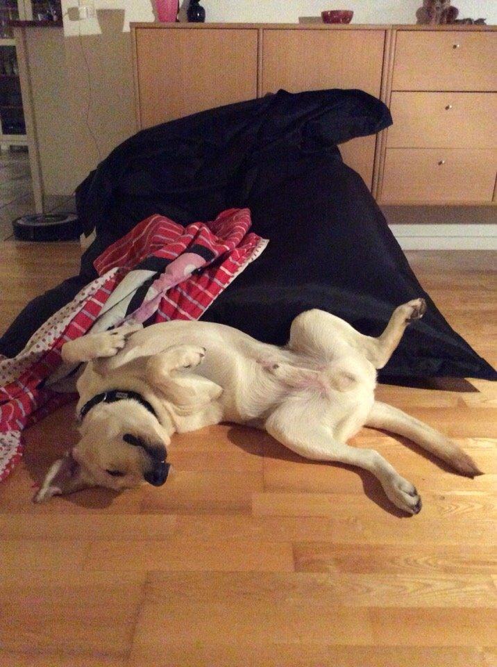 Labrador retriever Victor<3 - så hygger man sig rigtigt😹😜✌️ billede 49