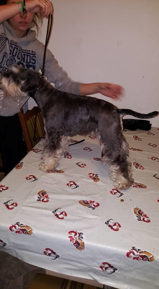 Dvaergschnauzer Ladi billede 6