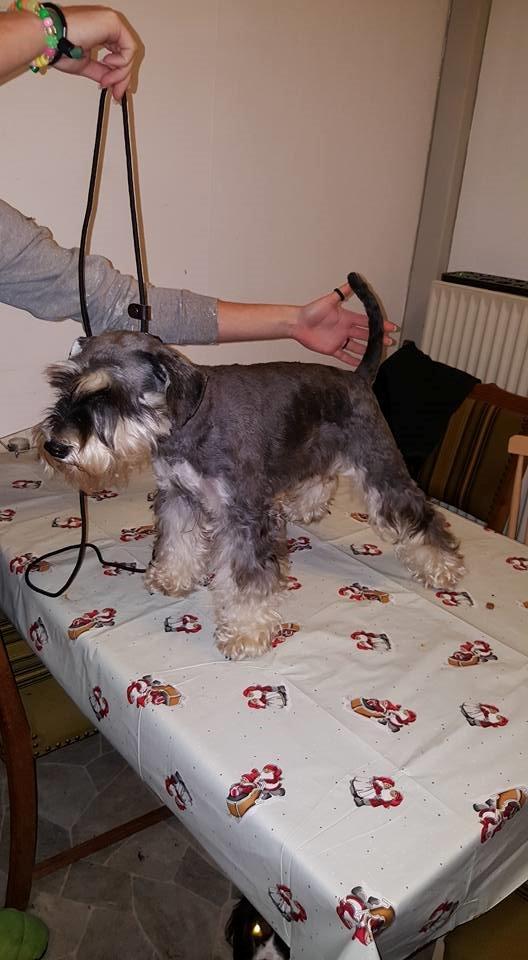 Dvaergschnauzer Ladi billede 8