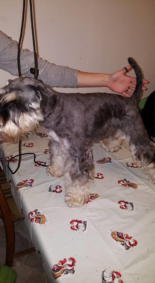 Dvaergschnauzer Ladi billede 7