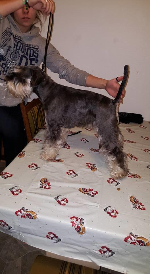 Dvaergschnauzer Ladi billede 9