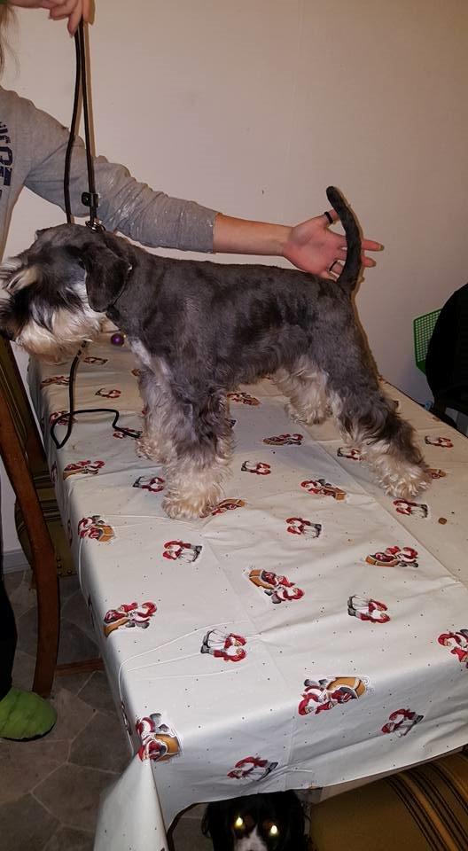 Dvaergschnauzer Ladi billede 10