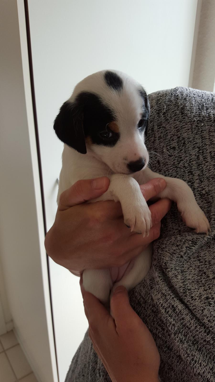 Dansk svensk gaardhund Elsa - Nuttede Elsa, 8 uger gammel billede 29