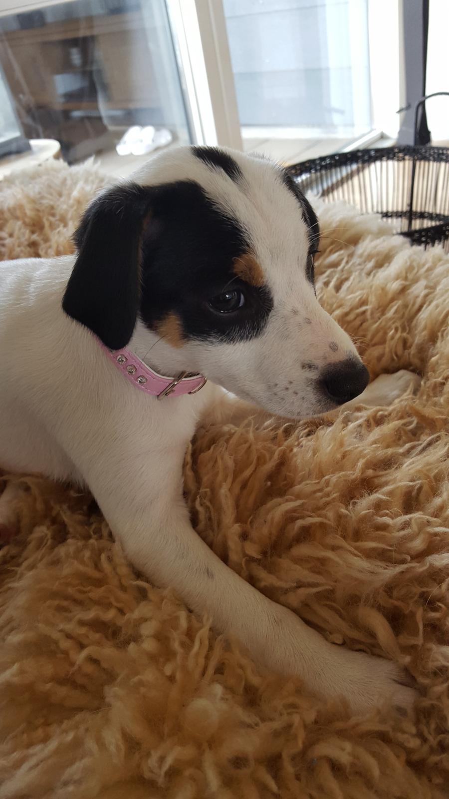 Dansk svensk gaardhund Elsa billede 26