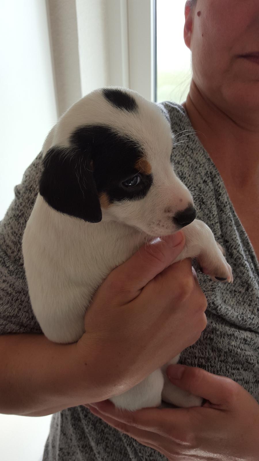 Dansk svensk gaardhund Elsa billede 30